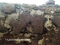 Hypoxylon petriniae-amf67-1